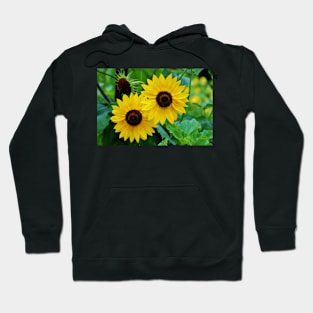 Lemon Sunflowers Hoodie